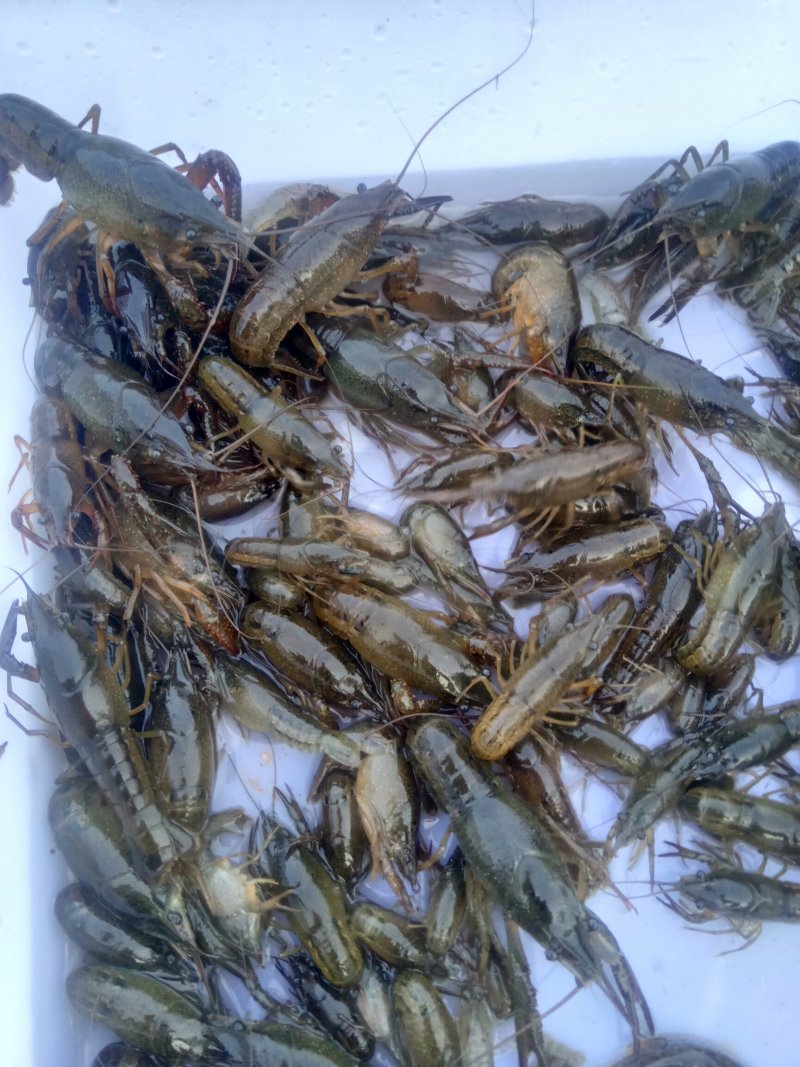 龙虾苗