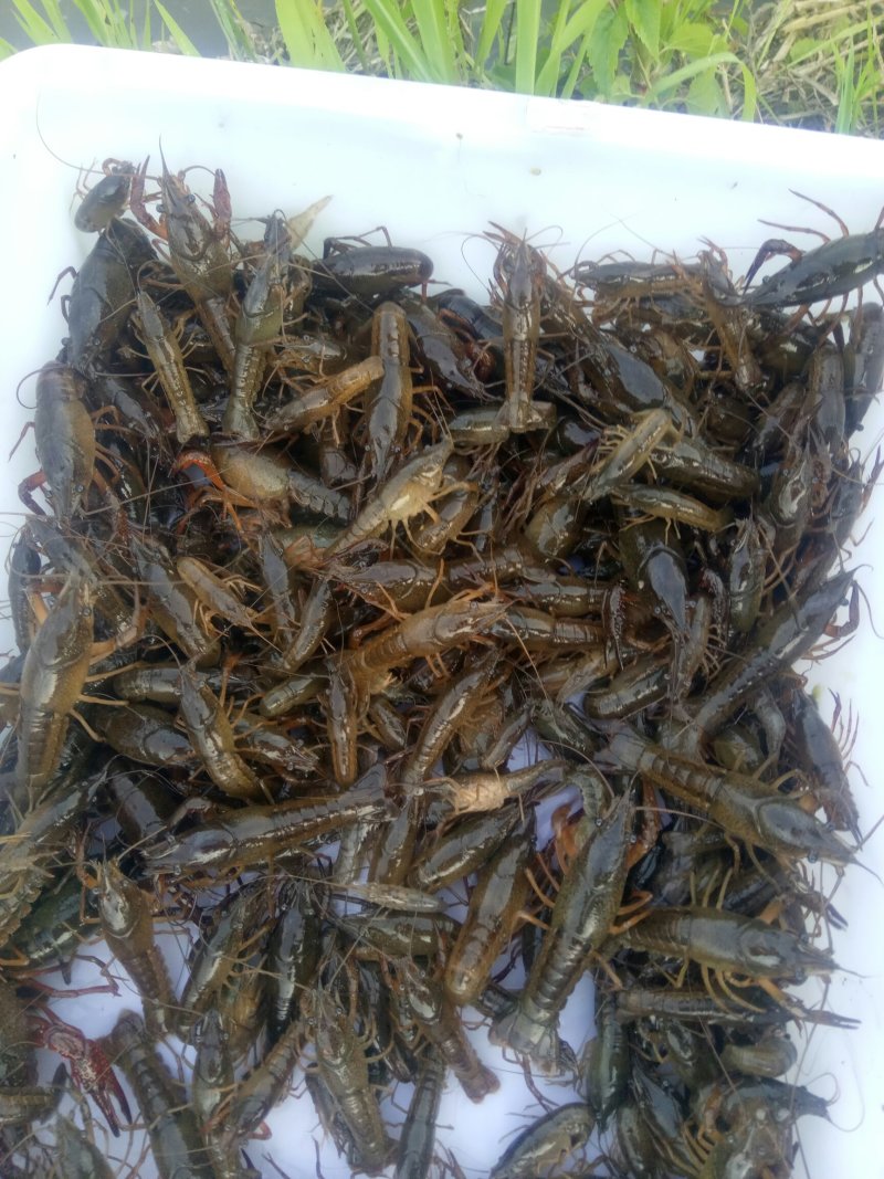 龙虾苗