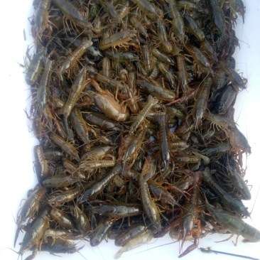 龙虾苗