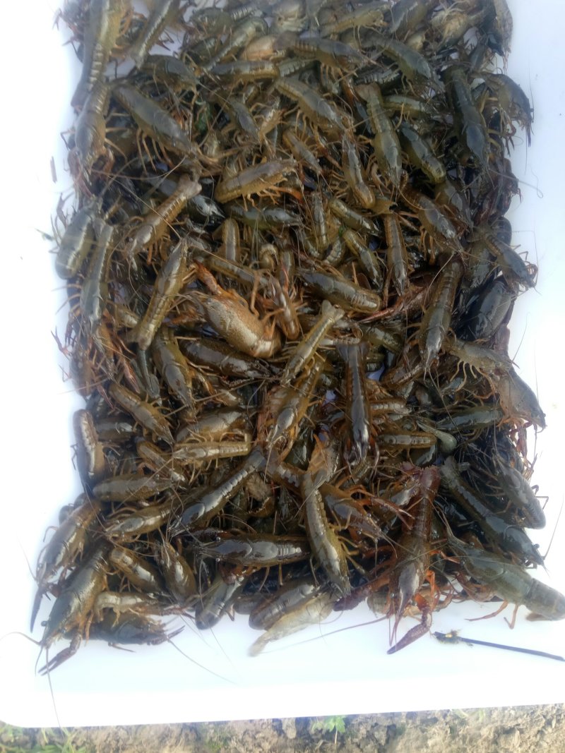 龙虾苗