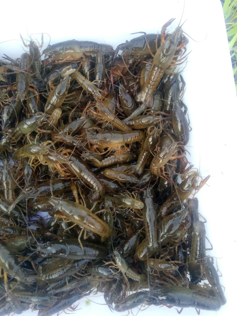 龙虾苗