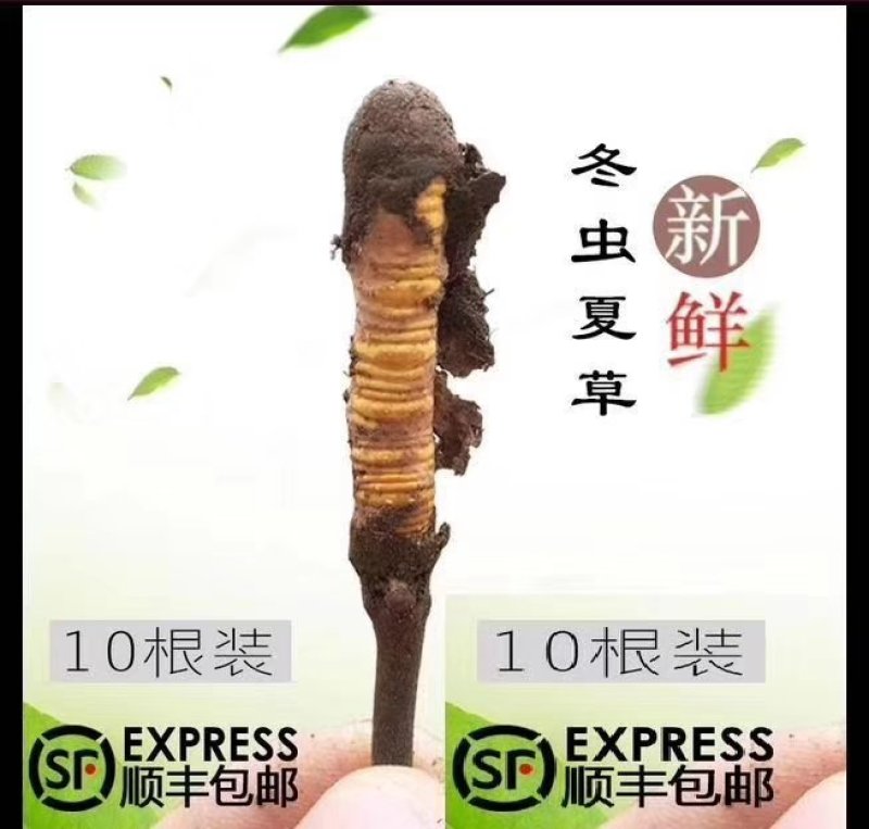 新鲜虫草0.6克32元一条10条起
