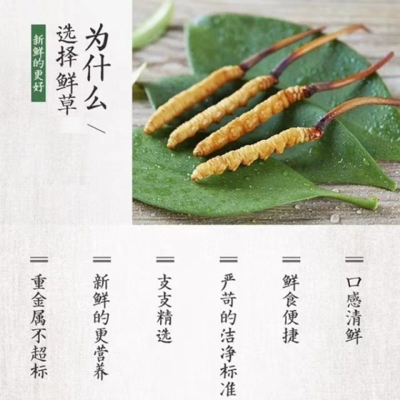 新鲜虫草0.6克32元一条10条起