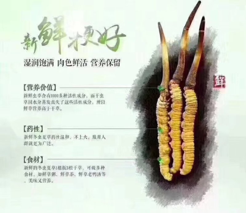 新鲜虫草0.6克32元一条10条起