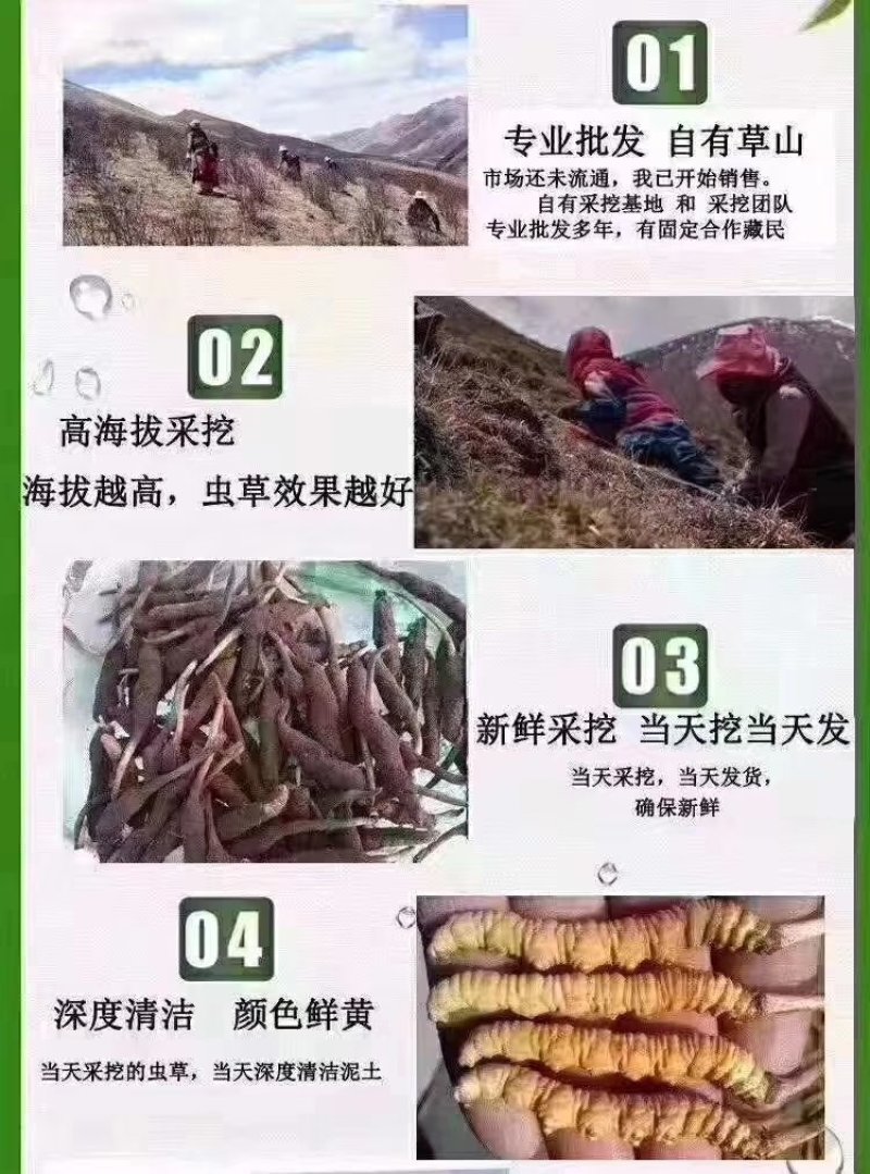 新鲜虫草0.6克32元一条10条起