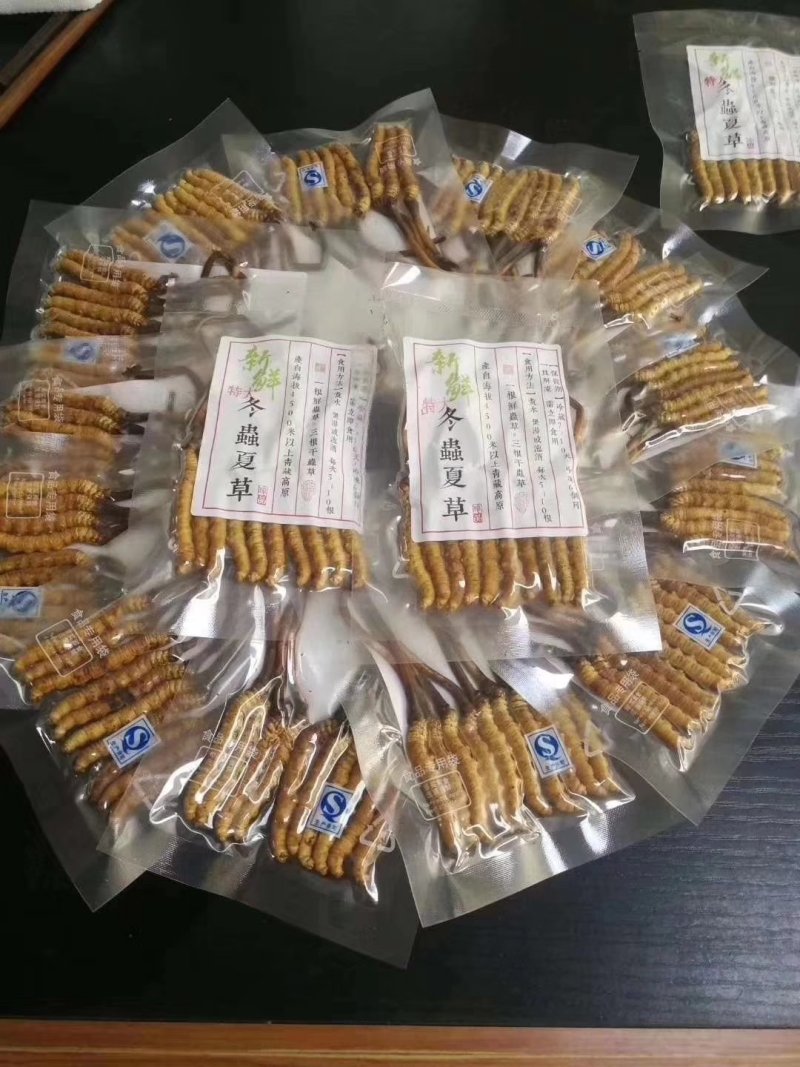 新鲜虫草0.6克32元一条10条起