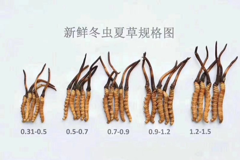 新鲜虫草0.6克32元一条10条起