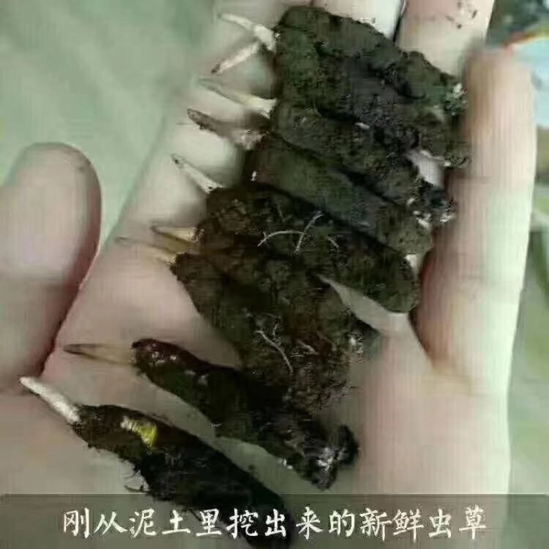 新鲜虫草0.6克32元一条10条起