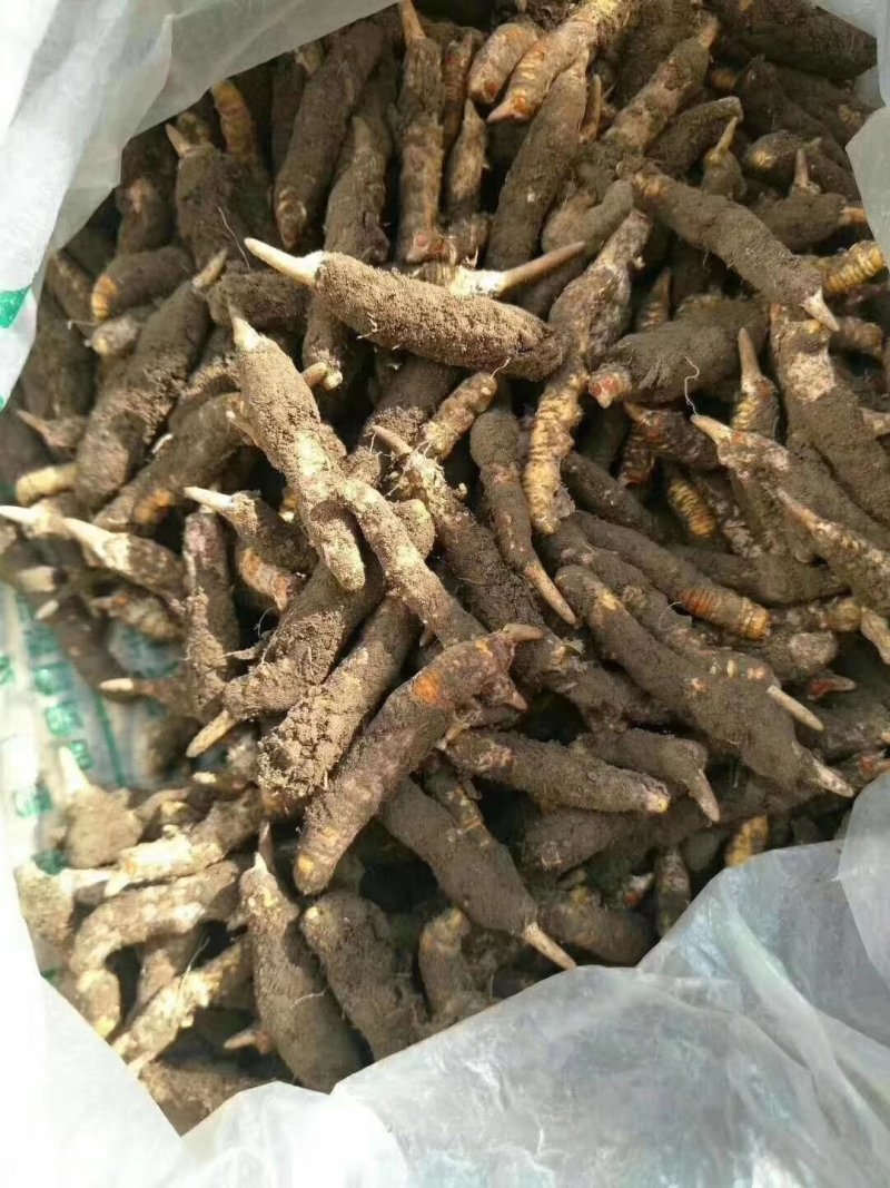 新鲜虫草0.6克32元一条10条起