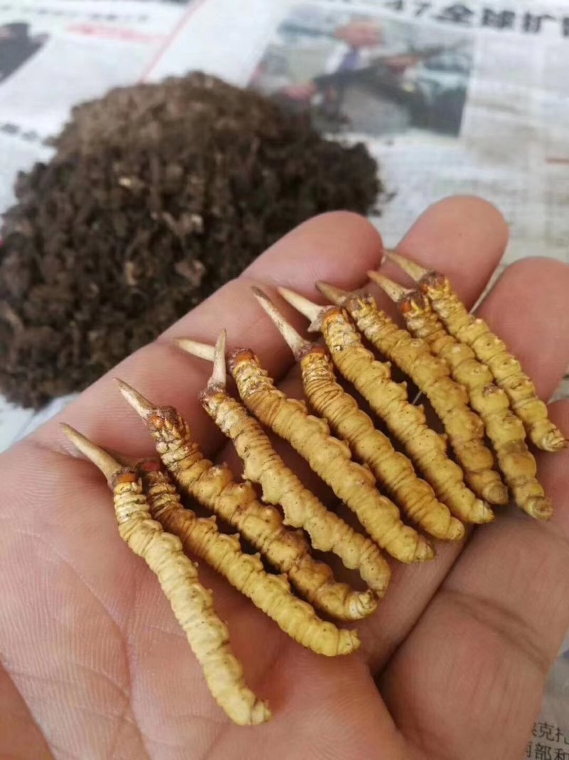 新鲜虫草0.6克32元一条10条起