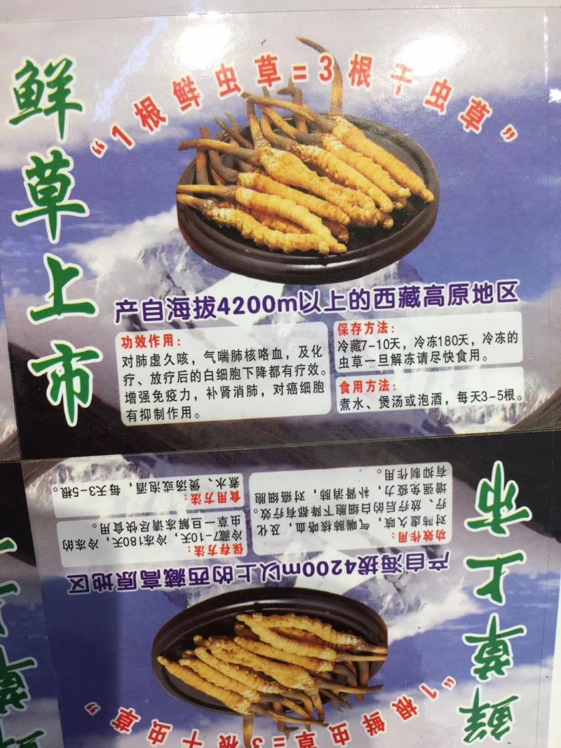 新鲜虫草0.6克32元一条10条起