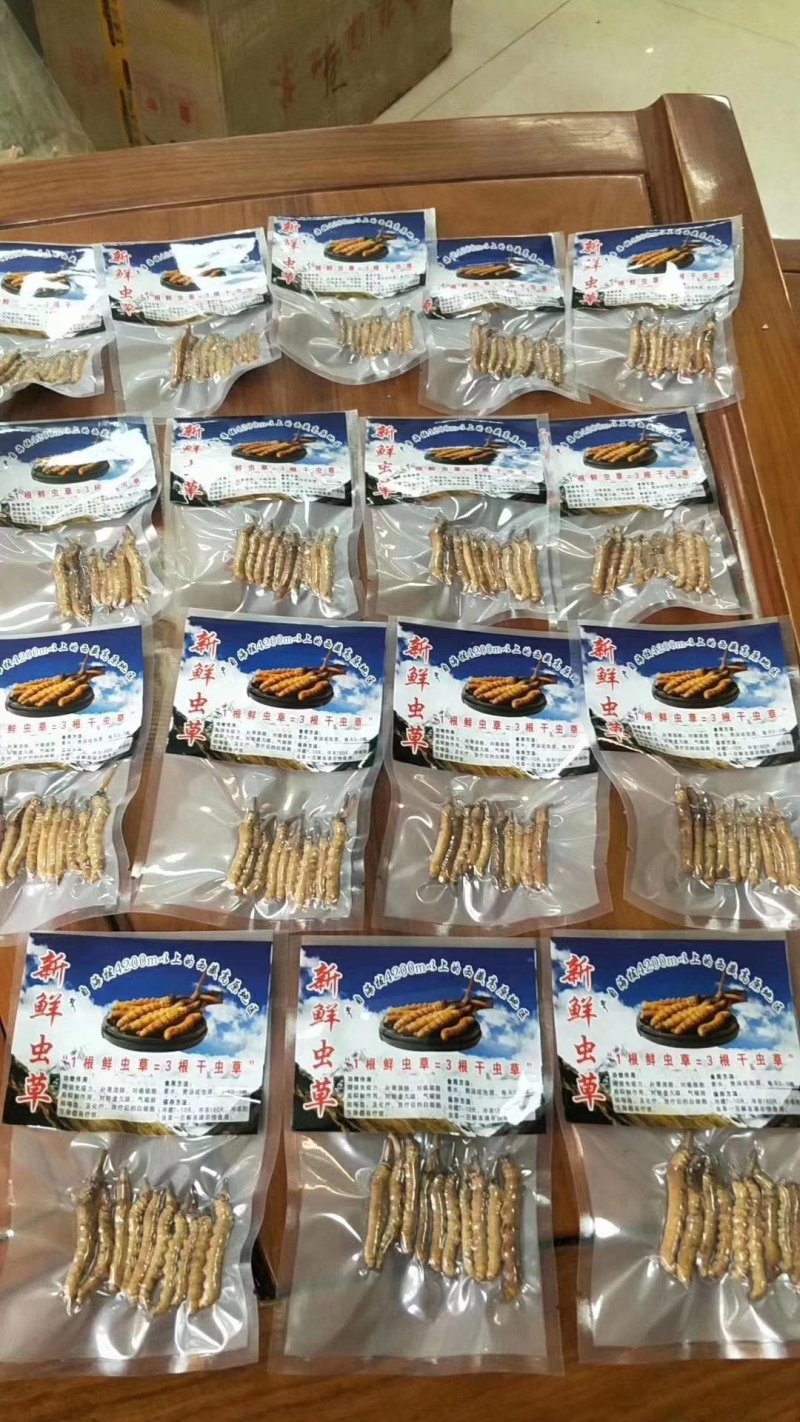 新鲜虫草0.6克32元一条10条起