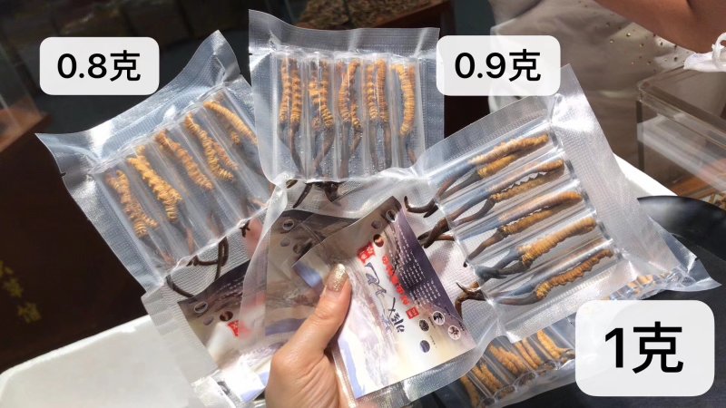 新鲜虫草0.6克32元一条10条起
