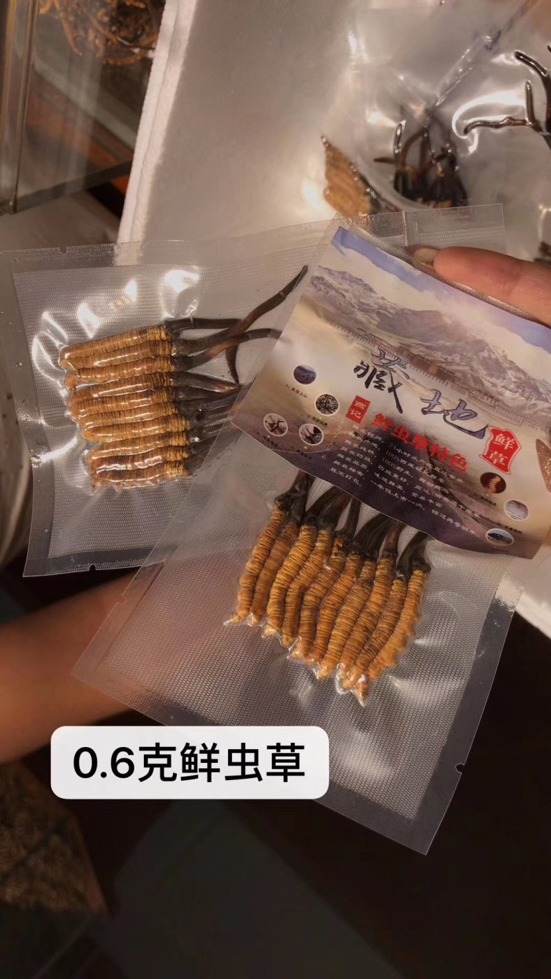 新鲜虫草0.6克32元一条10条起