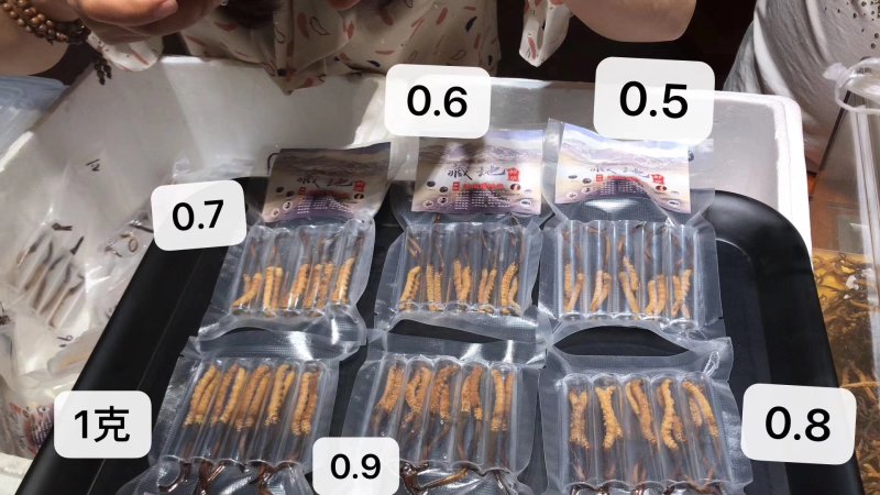 新鲜虫草0.6克32元一条10条起