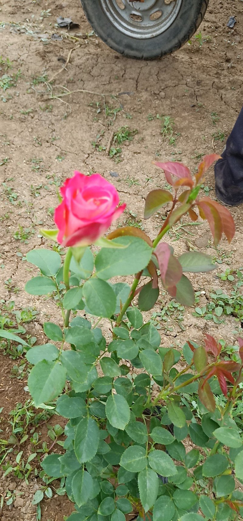 大杯大花品种月季基地直发可视频看货量大价优