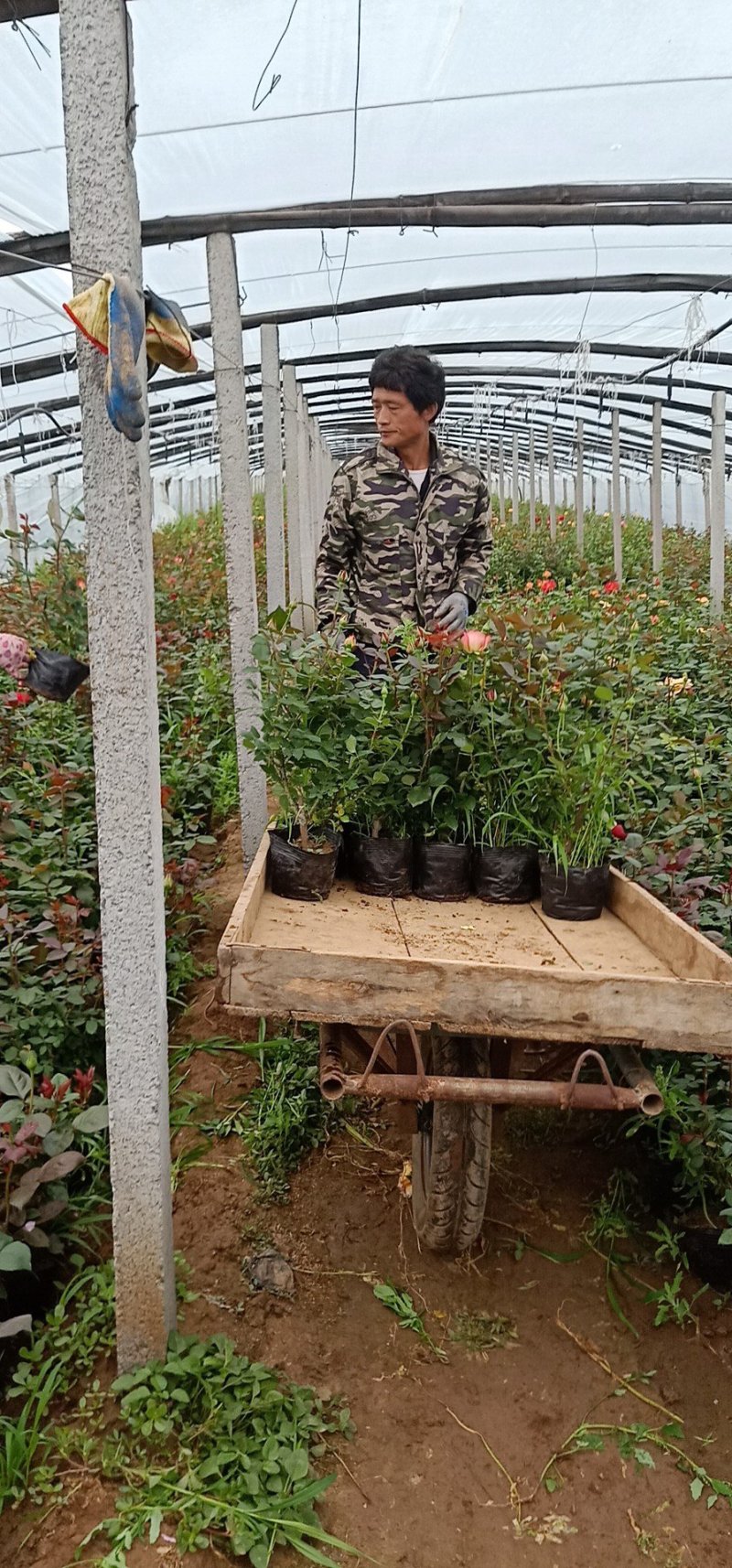 大杯大花品种月季基地直发可视频看货量大价优