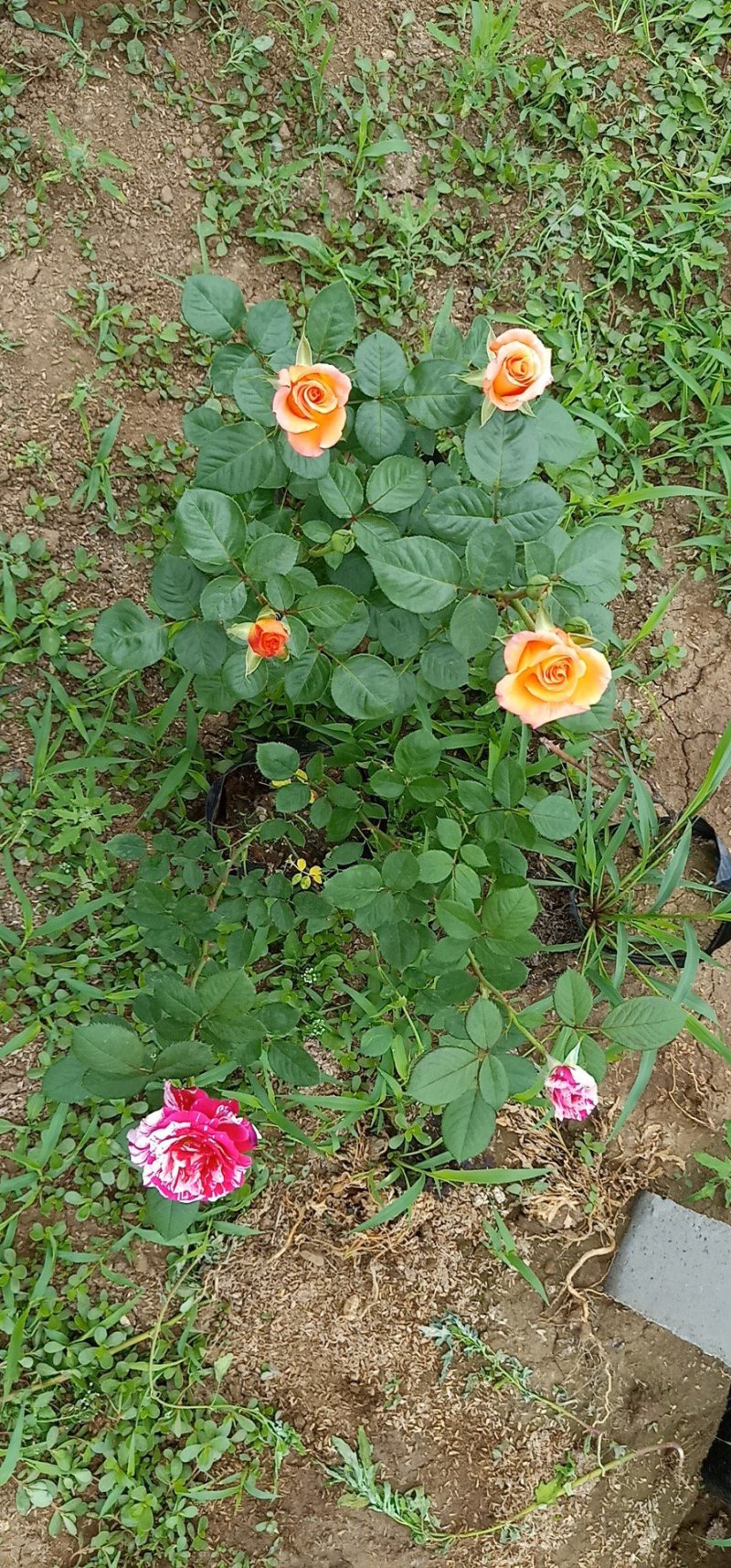 大杯大花品种月季基地直发可视频看货量大价优
