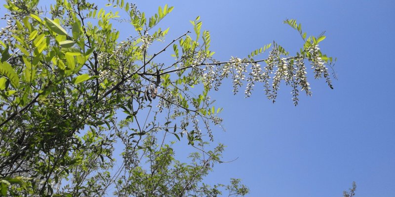 槐花，
