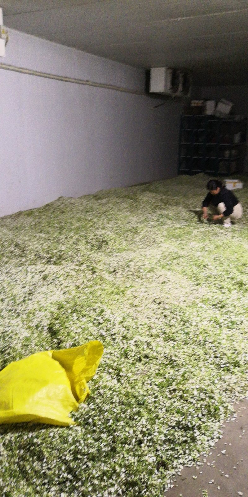 槐花，