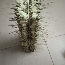 灯心草全国最大万亩灯心草基地.