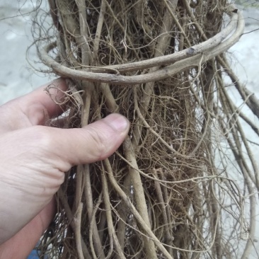 大号牛奶根