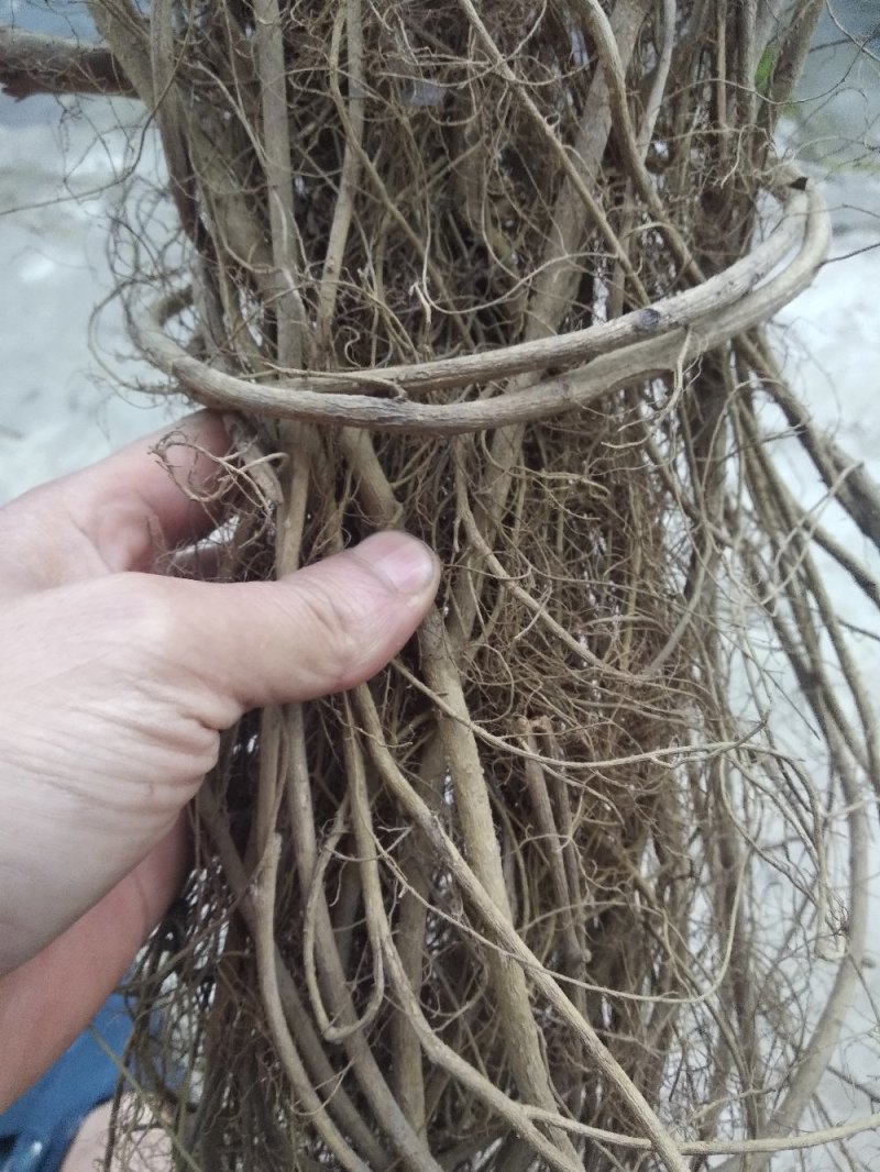 大号牛奶根