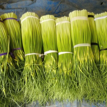 蒜苔白帽蒜苔保证质量随时发货质量上乘