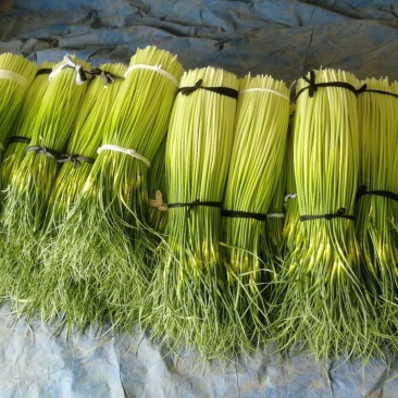 蒜苔白帽蒜苔自家生意价格便宜质量上乘
