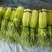 蒜苔白帽蒜苔全国发货诚信代办量大从优