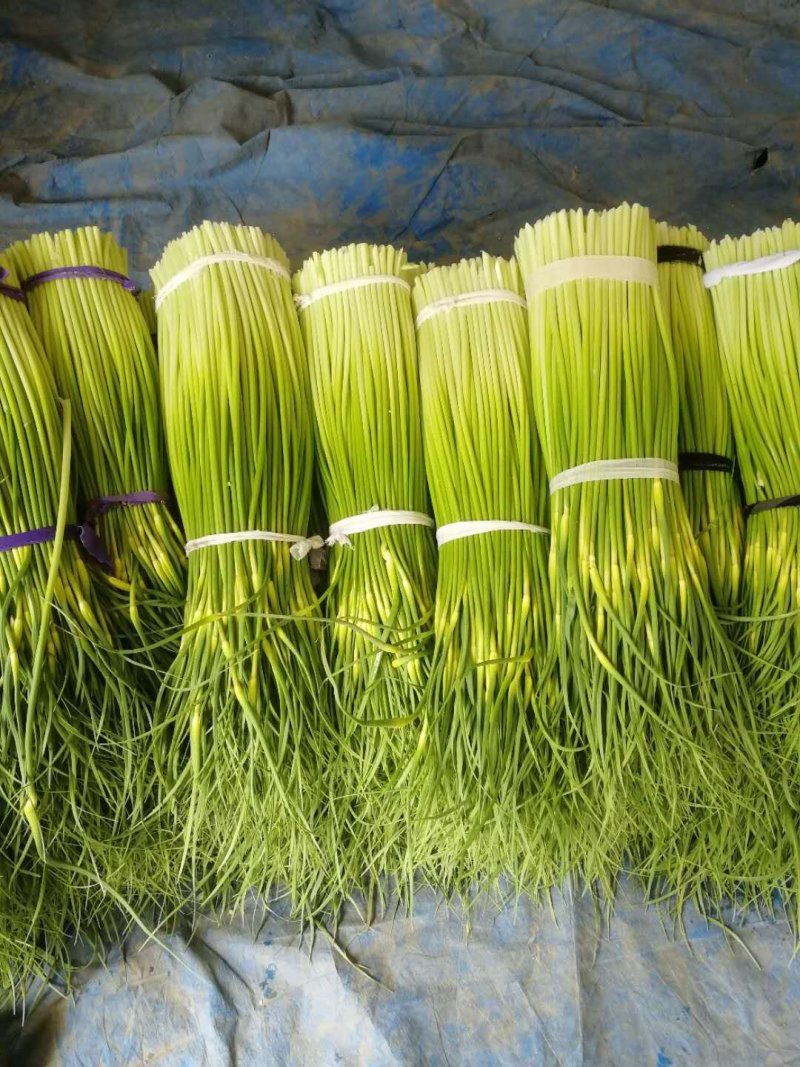 白帽蒜苔全国发货优质蒜苔质量上乘