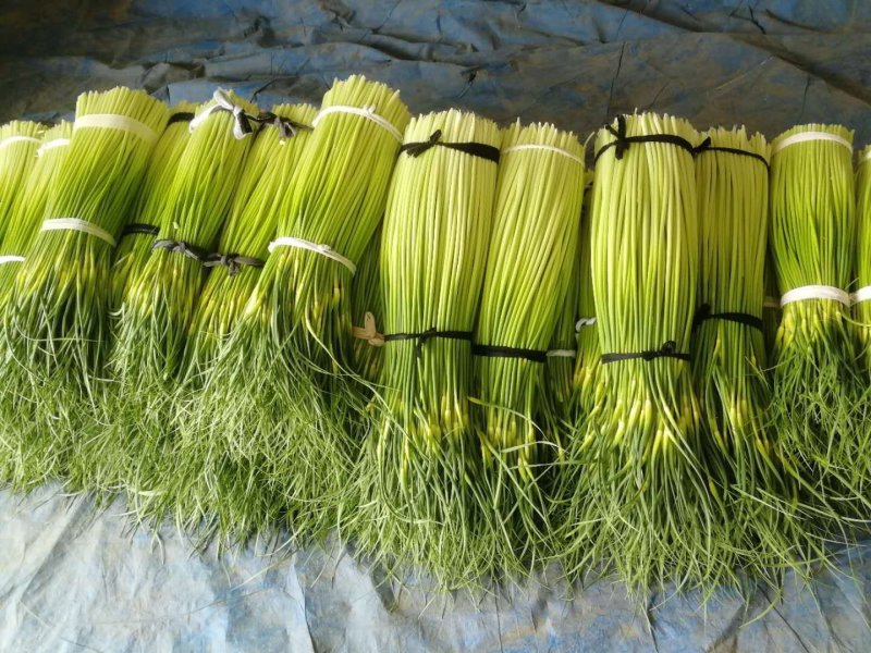 白帽蒜苔全国发货优质蒜苔质量上乘