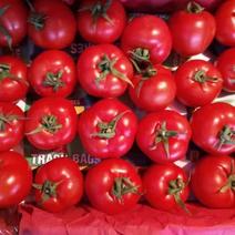 大红西红柿福州海峡蔬菜批发市场代卖，