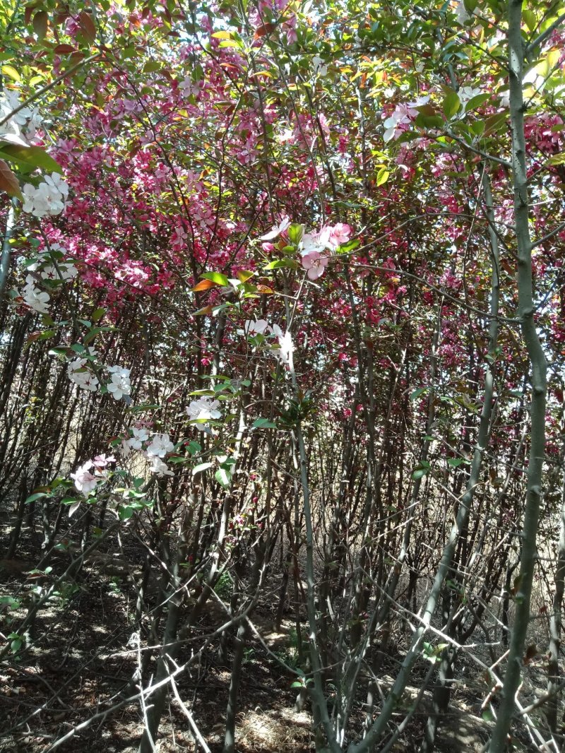 3-6公分北美海棠