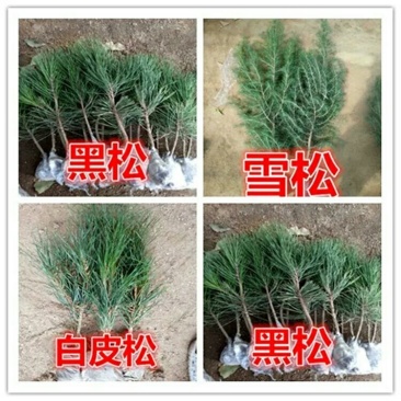 黑松树苗黑松苗雪松小苗白皮松小苗黑松小苗雪松苗黑松