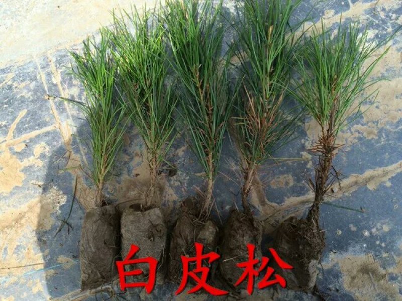 黑松树苗黑松苗雪松小苗白皮松小苗黑松小苗雪松苗黑松