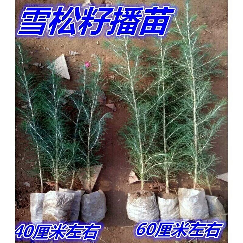 黑松树苗黑松苗雪松小苗白皮松小苗黑松小苗雪松苗黑松