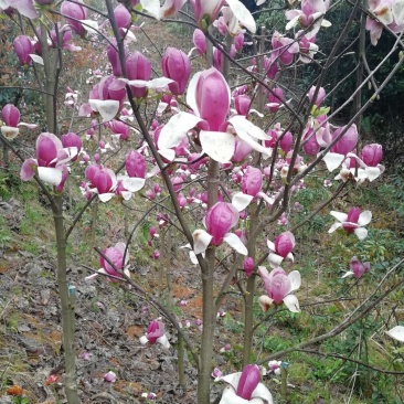 玉兰