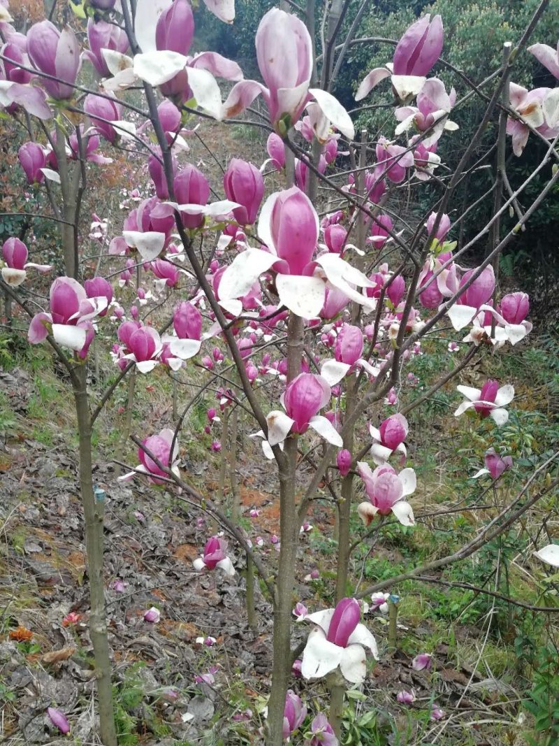 玉兰