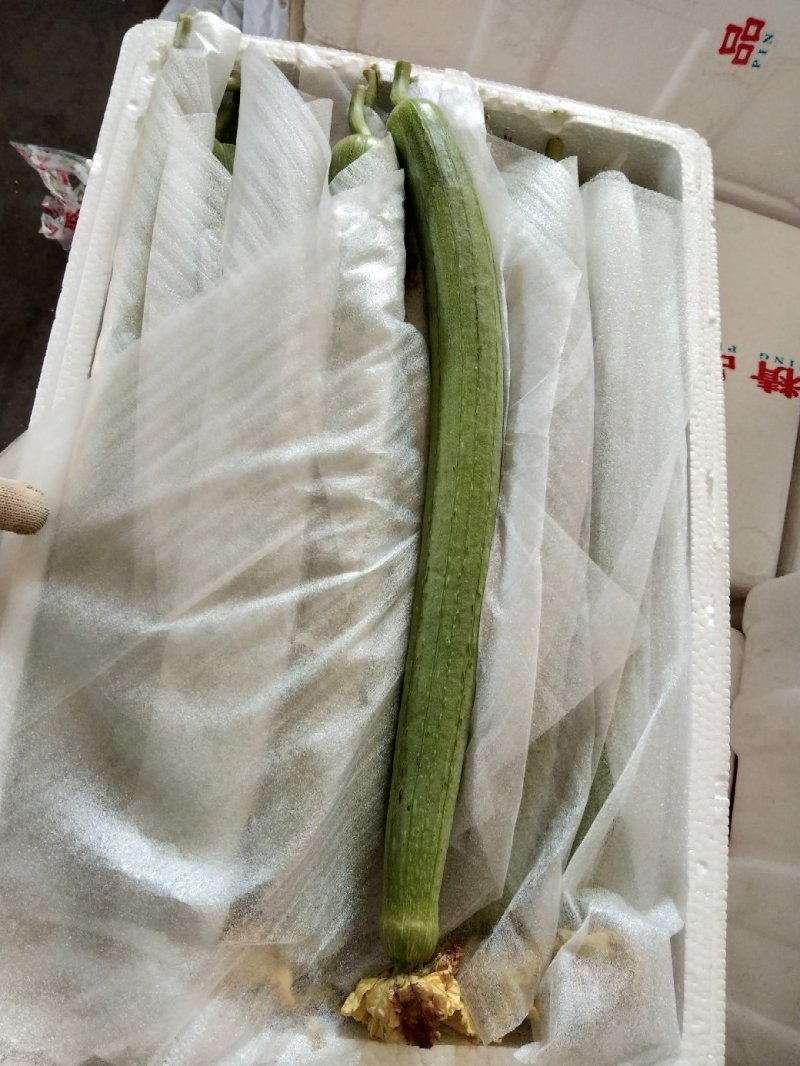 丝瓜，本地长年供应各种蔬菜