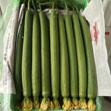 丝瓜，本地长年供应各种蔬菜