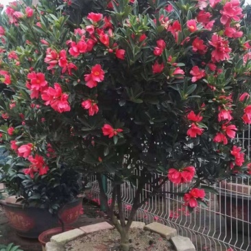 四季茶花
