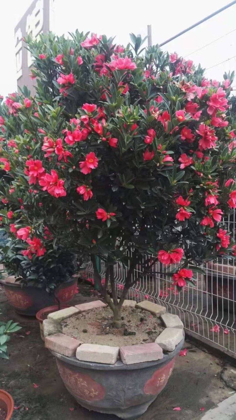 四季茶花
