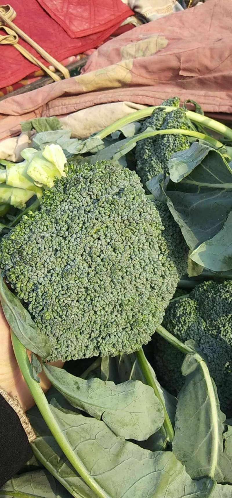 精品西兰花，