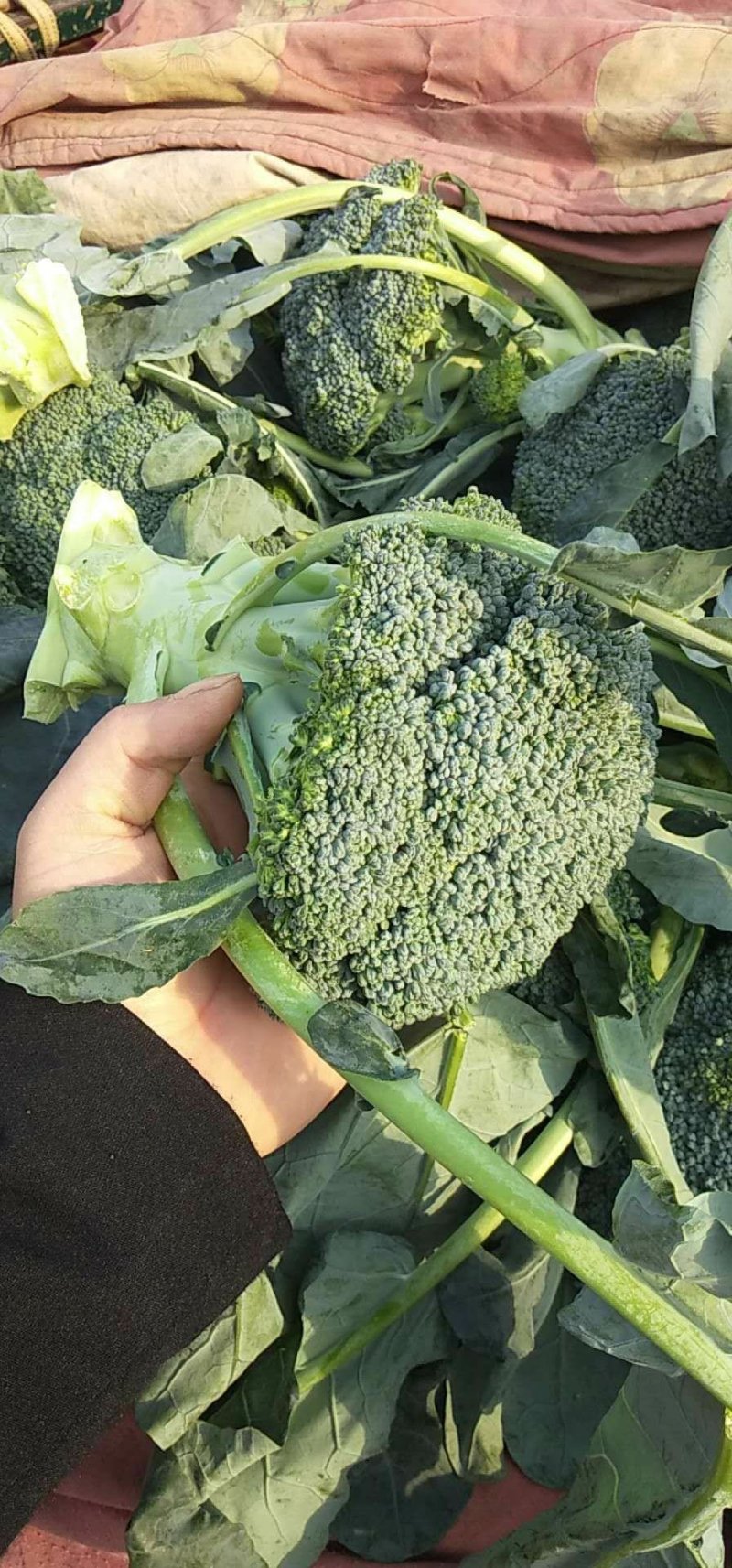 精品西兰花，