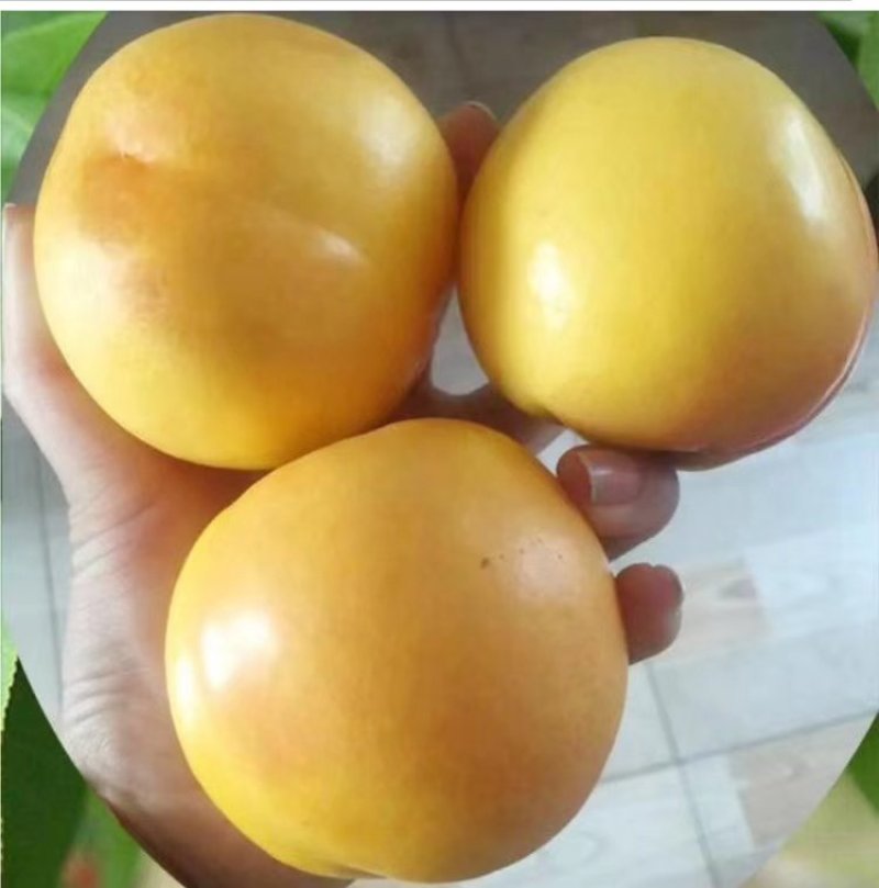 蒙阴蜜桃