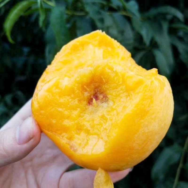 蒙阴蜜桃