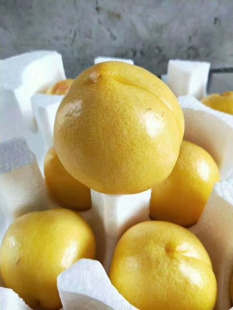 蒙阴蜜桃