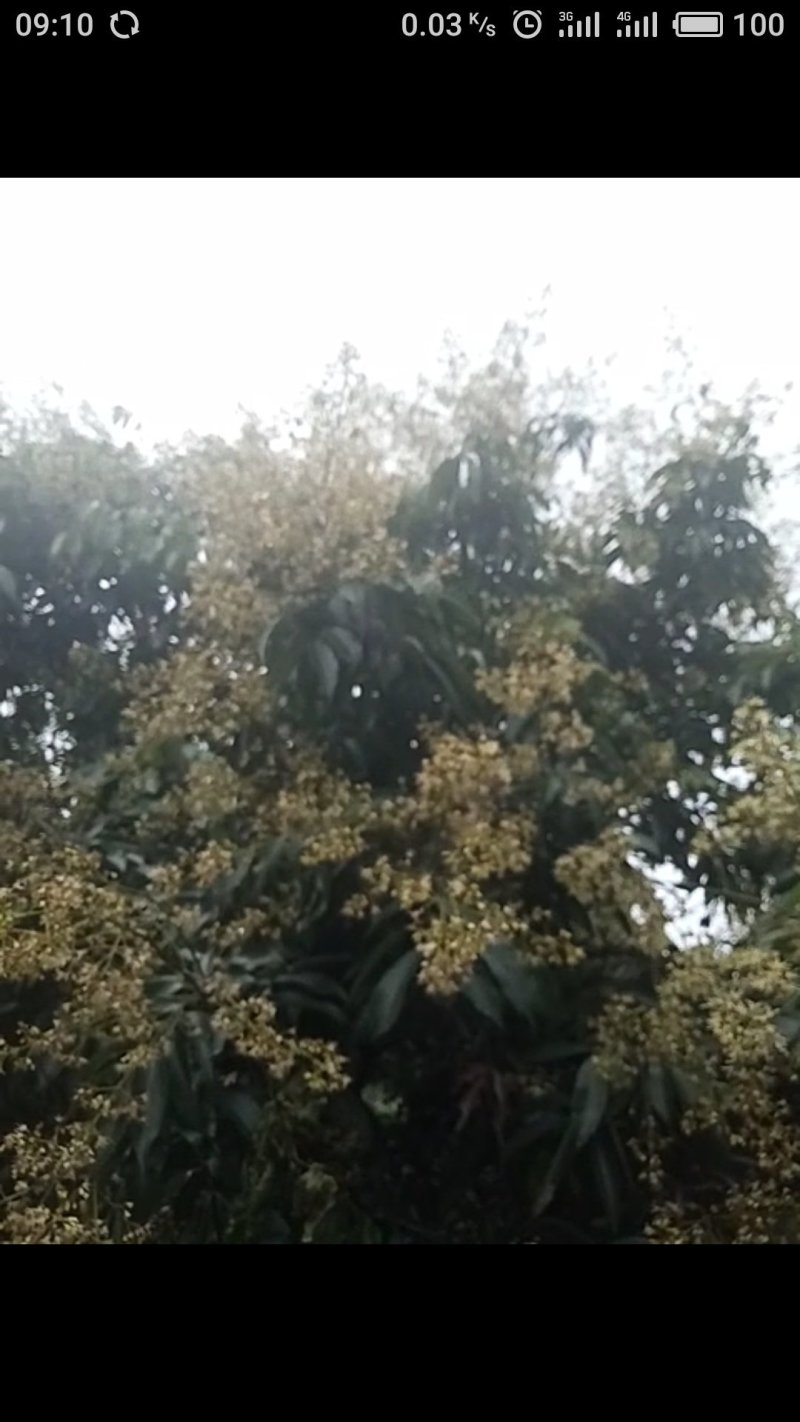 新鲜荔枝蜜