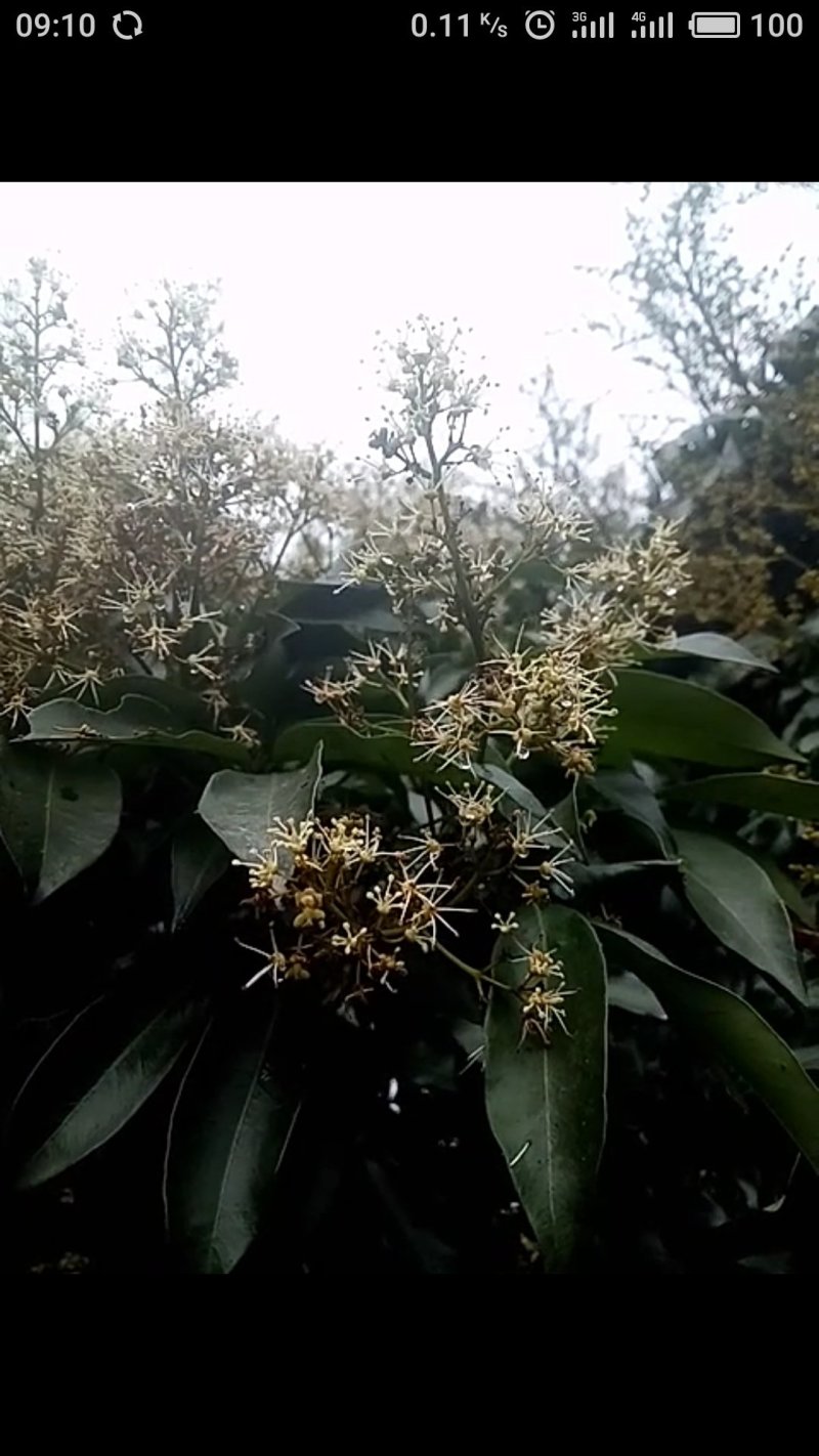 新鲜荔枝蜜
